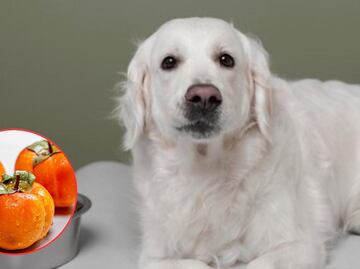 Especialista explica qué tan saludable es para los perros comer persimonio; conoce los beneficios
