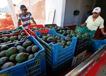 Aguacate mexicano conquista el 5 de mayo; exportan 96 mil toneladas para celebrarlo en EU