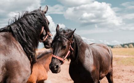 Los 10 nombres más épicos para caballos y yeguas; su significado que te sorprenderá