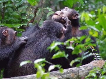 El apoyo de los amigos reduce "hormona del estrés" en los chimpancés salvajes