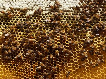“Hotels” to protect wild bees in western Mexico