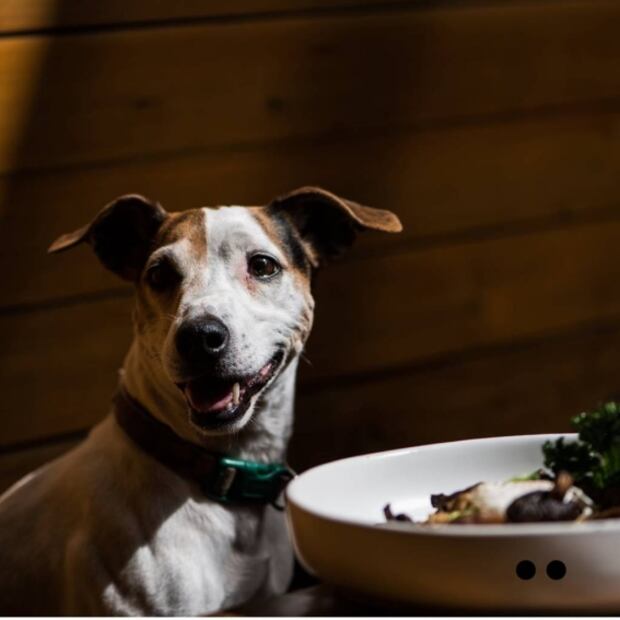 5 lugares para pasar un día entero con tu perro en CDMX