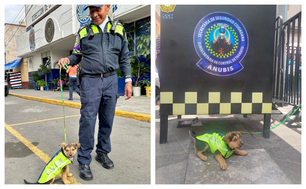 Policías adoptan a perrito maltratado; lo llaman Aquiles y le dan hogar en la Subsecretaría de Tránsito. Foto: Especial
