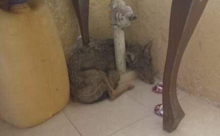 Confunden a coyote con un perro; entró a un domicilio