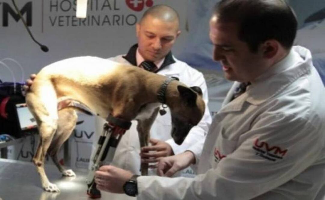 Mexican researchers fit dog with 3D printed prosthetic leg