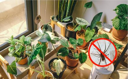 Ola de calor en México: 3 plantas para ahuyentar a la araña violinista; descubre cuáles son