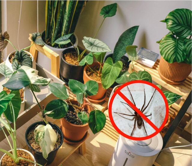 Ola de calor en México: 3 plantas para ahuyentar a la araña violinista; descubre cuáles son