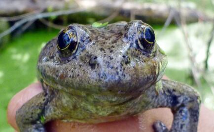 Descubren una nueva especie de rana en California