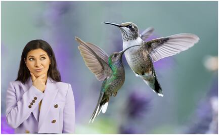 ¿Qué significa que un colibrí visite tu jardín? Conoce el simbolismo