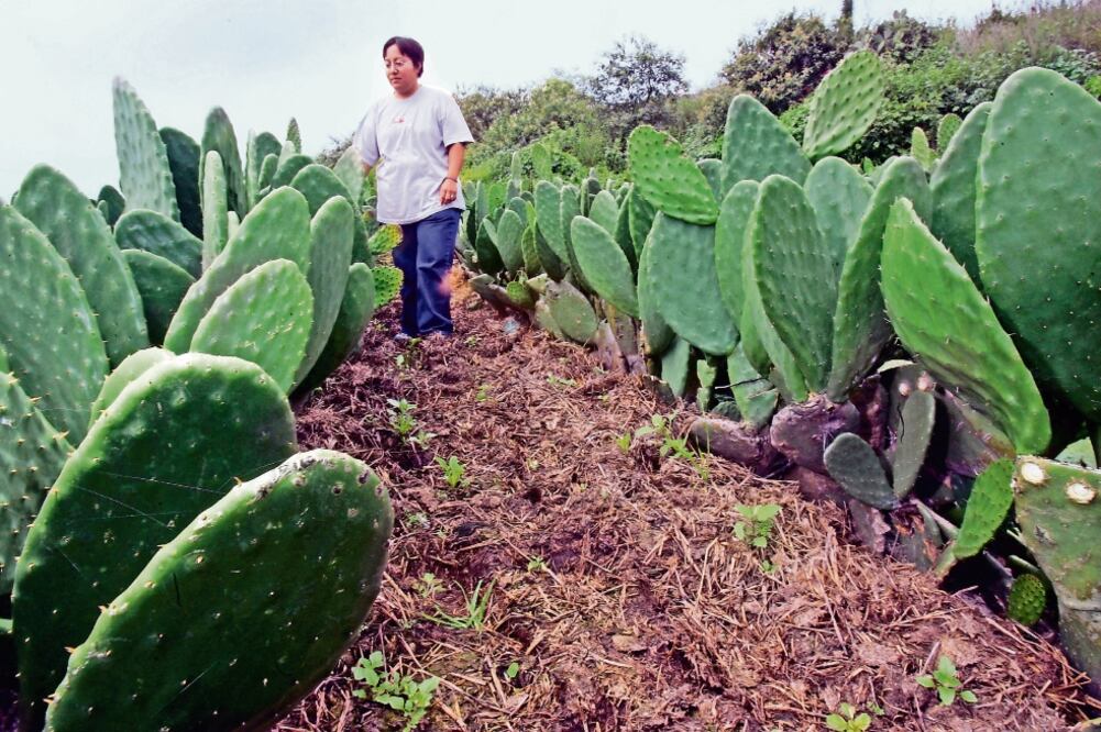 La productores de Milpa Alta que presenten alguna pérdida contarán con el apoyo de Sederec. (ARCHIVO EL UNIVERSAL)