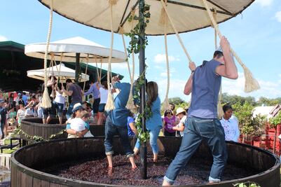 7 fiestas del vino irresistibles en Querétaro 