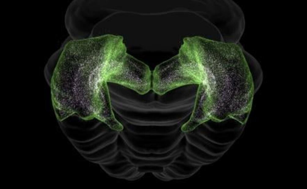 El primer atlas 3D del cerebro