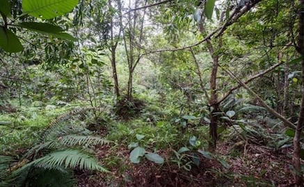 Reto Visual: Encuentra a los 12 soldados en la imagen