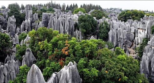 El fantástico Bosque de Piedra que querrás visitar alguna vez en la vida