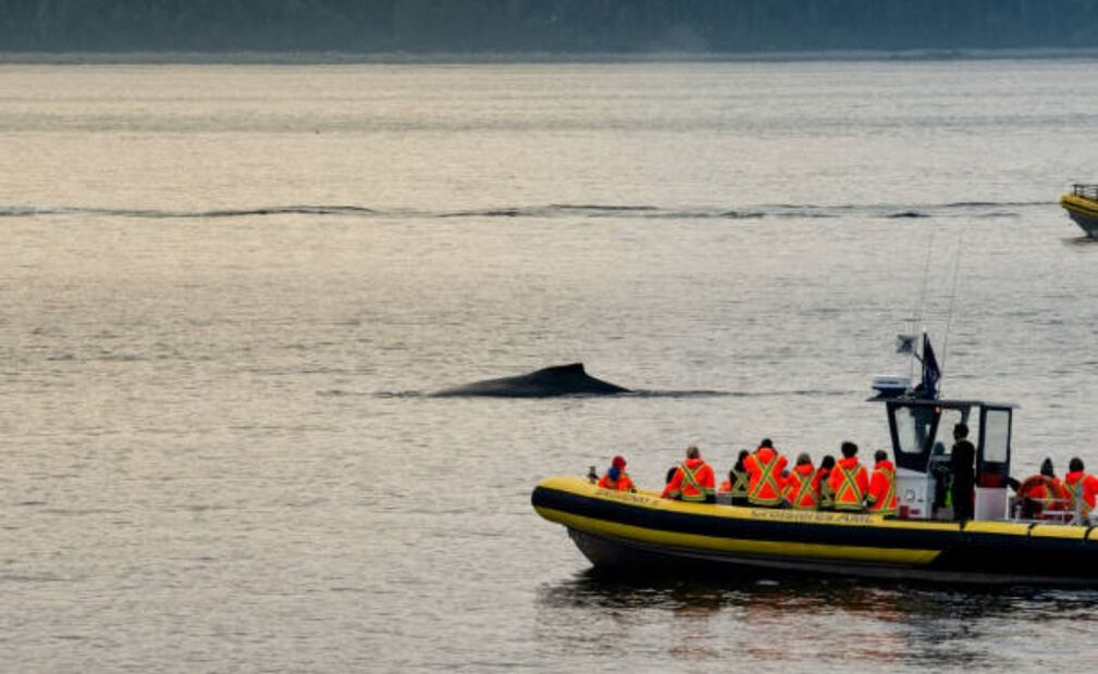 Hay formas de mantener un avistamiento respetuoso con las ballenas. (19/12/24) Foto: iStock
