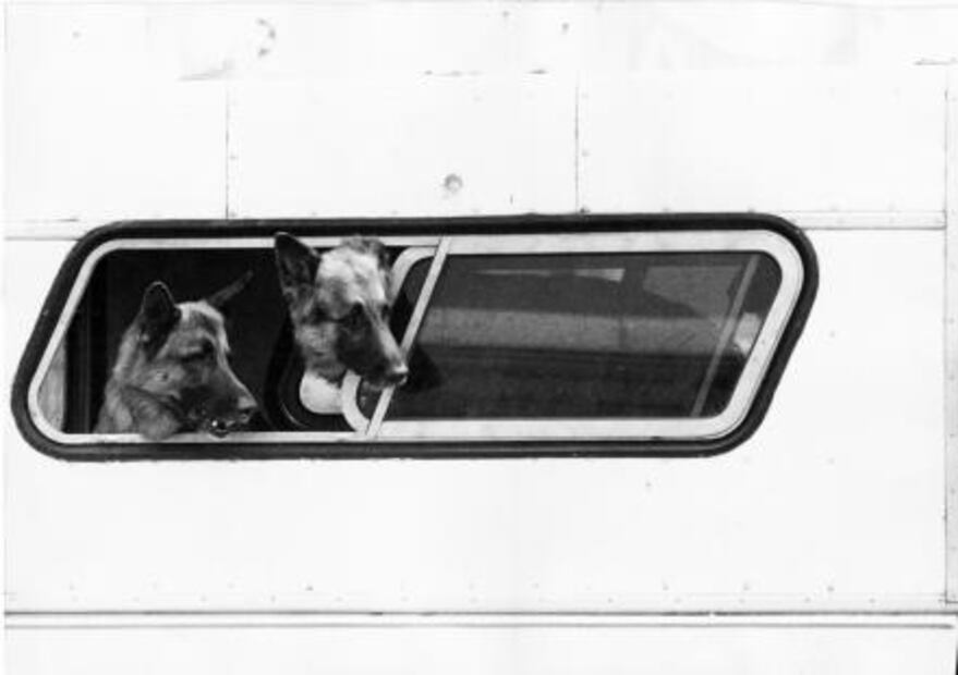 Antes de Frida: los héroes caninos del 85