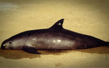 Piden medidas efectivas para preservación de la vaquita marina