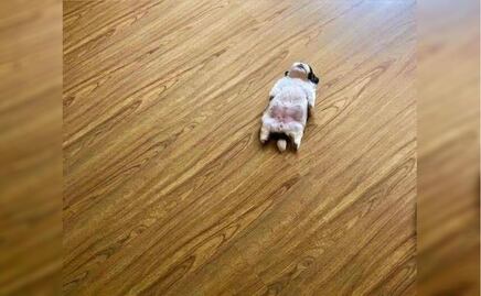 10 tips para dormir tan bien como tu perro