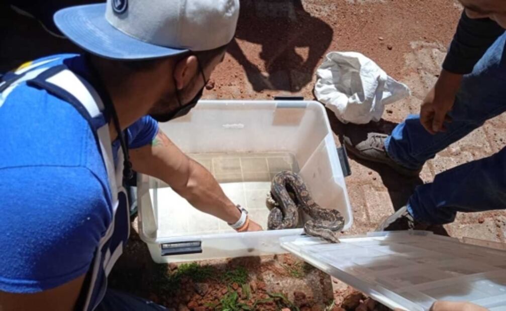 Hay una serpiente en mi... ¿vecindario? Niño encuentra reptil en calles de Toluca 