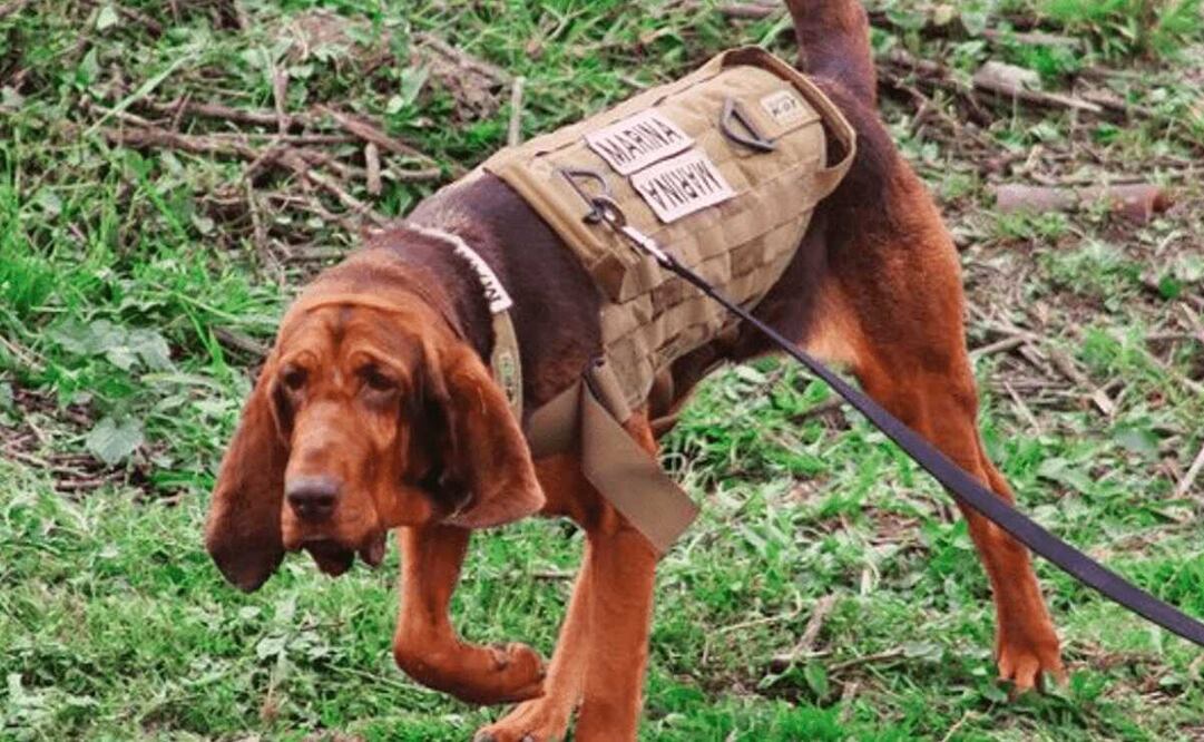 De acuerdo con la Secretaría de Marina, el adiestramiento en búsqueda y rescate permitió al elemento canino ubicar a Caro Quintero. Foto: Semar