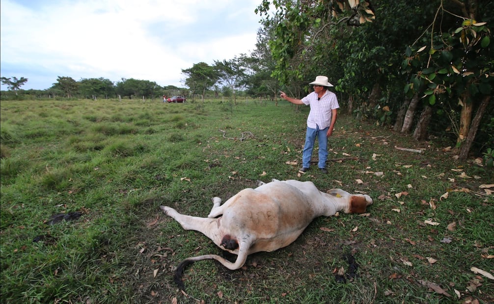 Más de 600 reses murieron por envenenamiento tras consumir alimento contaminado en el municipio de Huimanguillo, Tabasco, el 20 de marzo de 2025. Foto: Luma López/EL UNIVERSAL