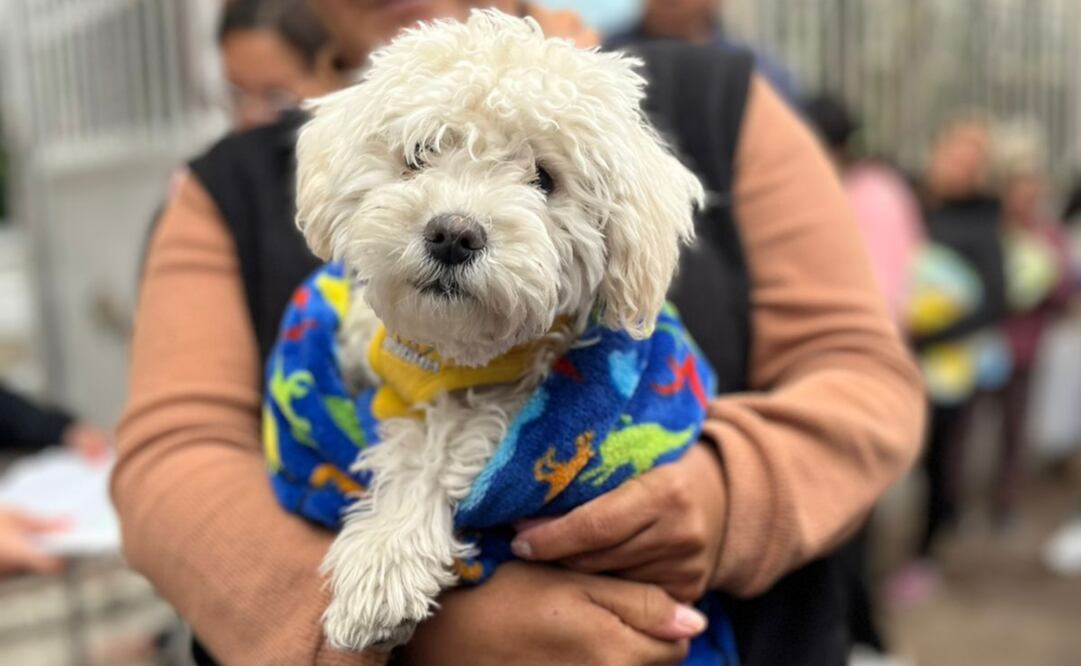 Para controlar la sobrepoblación de animales en condición de calle y disminuir daños ecológicos en zonas de valor ambiental de la CDMX, la Sedema inició jornadas de esterilización y vacunación. Foto: Especiales