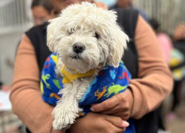 Realizan jornadas de esterilización para controlar sobrepoblación de animales callejeros en CDMX