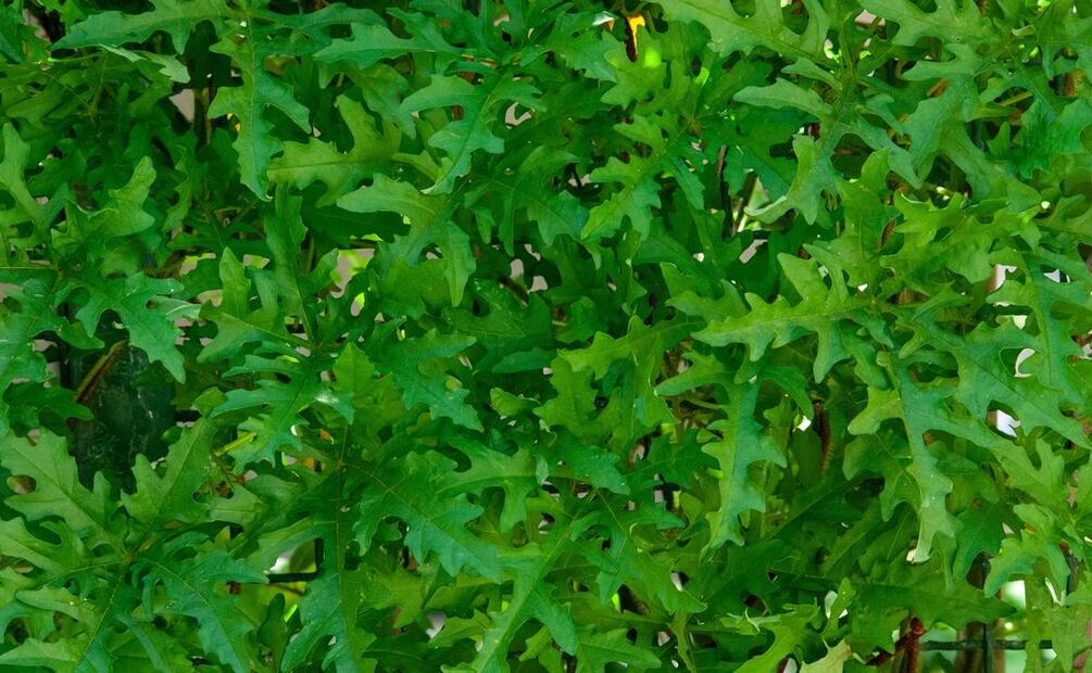Beneficios de la arúgula. Foto: Unsplash