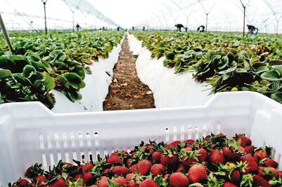 Presume Sader superávit en exportaciones del agro