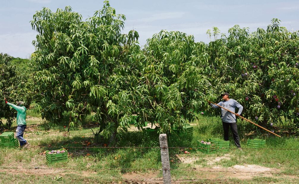 La primera cosecha de mango inicia en las costas de Chiapas, donde los árboles son un poco más altos; la segunda en Oaxaca y la tercera en Nayarit. Foto: Edwin Hernández / EL UNIVERSAL