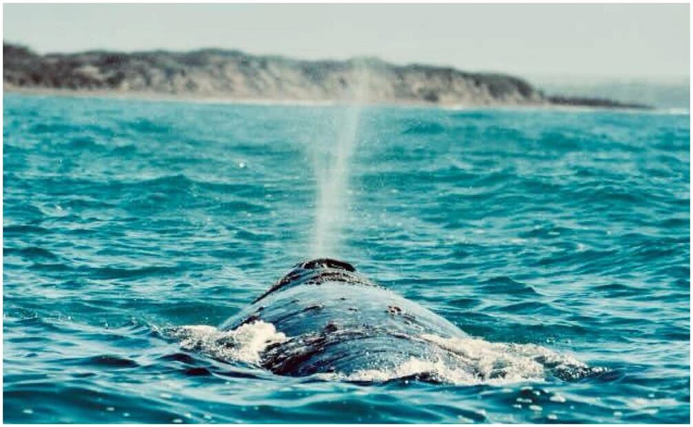 Las ballenas en Baja California Sur, un regalo de la naturaleza. Foto: Especial