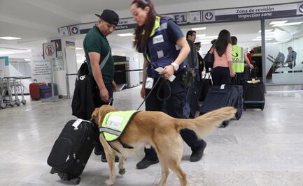 Refuerzan unidades caninas en aeropuertos por peste porcina africana