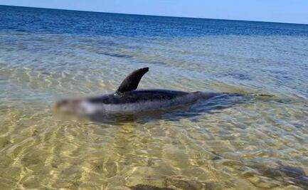 Hallan restos de delfín en costas de Yucatán; encallamiento es por el cambio climático, acusan expertos