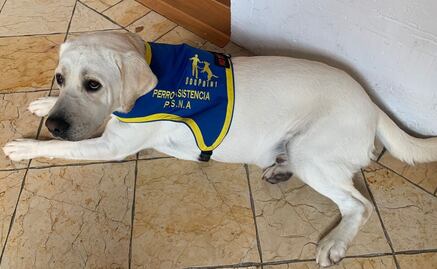 Así ayuda el perro Wasabi a Iñaki, hijo de Rafa Sarmiento y "La Choco"