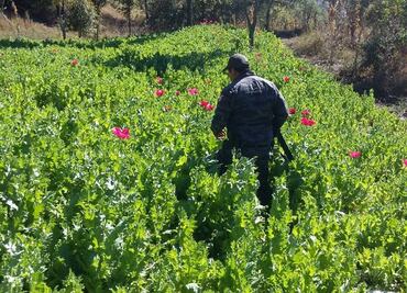 PGR destruyó 50 hectáreas de marihuana en Oaxaca en 2016