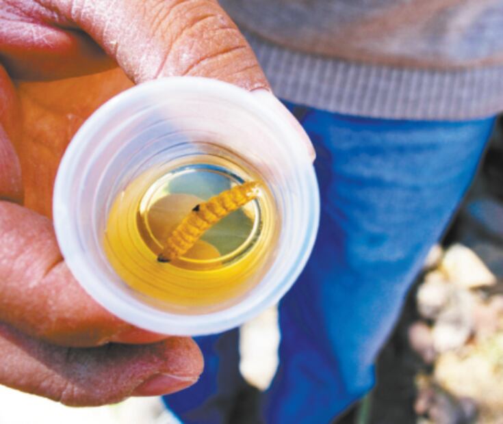 Conoce las diferencias entre el tequila y el mezcal 