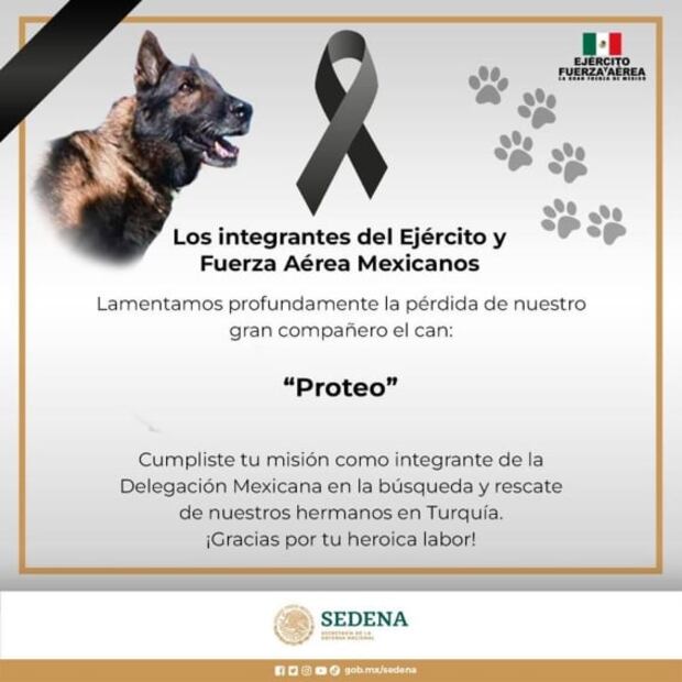 Fallece Proteo, lomito mexicano rescatista en Turquía