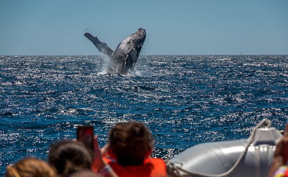 Guerrero, Nayarit y Baja California están entre los estados en los que existe el avistamiento de ballenas. (19/12/24) Foto: iStock