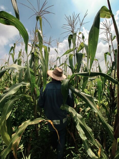 A propósito del Día Mundial de la Alimentación, datos curiosos sobre nuestra dieta y la milpa