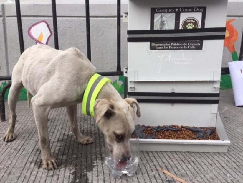 Piden a peregrinos no abandonar perros durante su camino a la Basílica