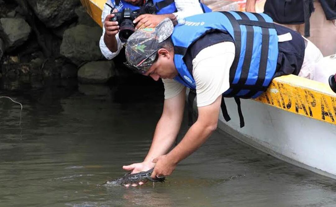 Liberan a crías de cocodrilo en Cañón del Sumidero