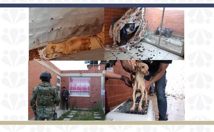 Rescatan a perrito en situación de abandono en Texmelucan; es el primer cateo de seres sintientes en Puebla 