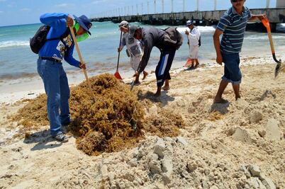 Emiten lineamientos para retirar sargazo en Q. Roo