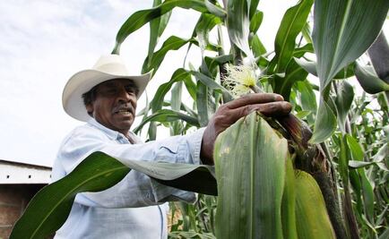 Zimbabwe to import 250,000 tonnes of maize from Mexico