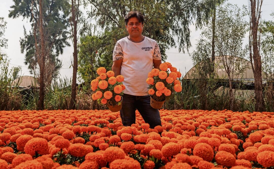 El señor Marco Antonio heredó los conocimientos de sus padres para dedicarse al cultivo de la flor de cempasúchil. Foto: Yaretzy M. Osnaya / EL UNIVERSAL