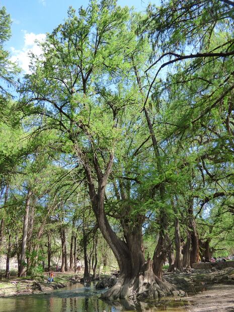 Árbol de ahuehuete. Foto: Especial