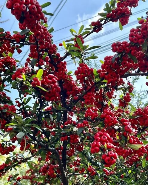 ¿Qué es y para qué sirve la pingüica?