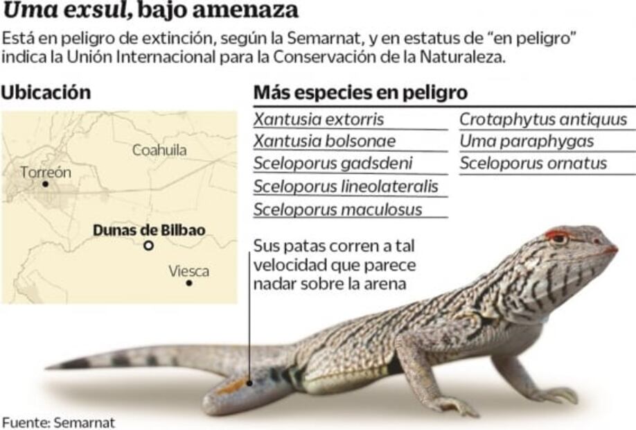 En riesgo, nueve tipos de lagartijas