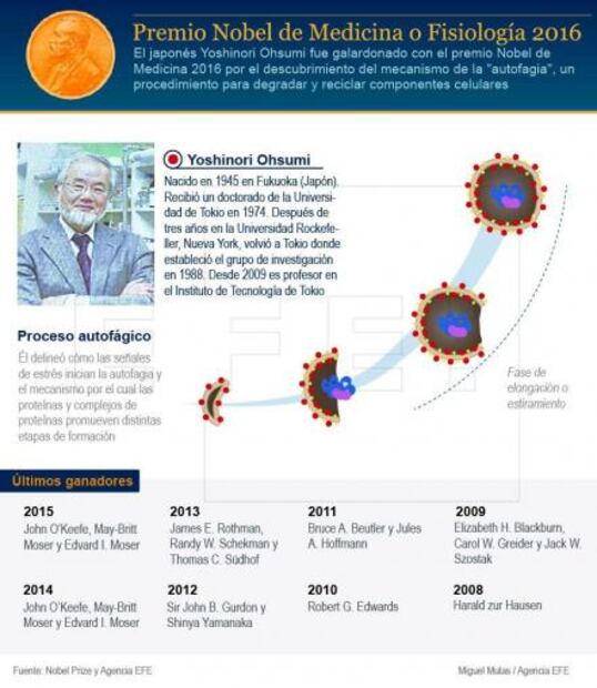 Nobel de Medicina reconoce descubrimiento de los mecanismos de la autofagia