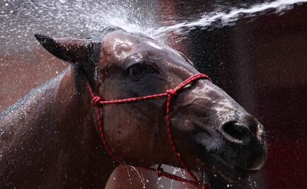 Caballos y humanos comparten expresiones faciales